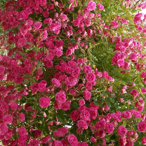 Розовая - Вьющаяся плетистая роза (рамблер)